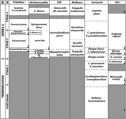 Fig. 3. Development of South Australian Cambrian biozonations and suggested First Appearance Datum points. Columns from left to right are: global series and stages; trilobite zonation modified from Jell (in Bengtson et al. Citation1990); archaeocyath zonation of Zhuravlev et al. (Citation1994) based on Gravestock (Citation1984), modified after Kruse & Debrenne (Citation2020); small shelly fossil (SSF) and mollusc zonations of Gravestock et al. (Citation2001), which have been shown to be poorly characterized and to lack usable definitions (see Jacquet et al. Citation2016, p. 6–7); acritarch zonation of Zang et al. (Citation2007); small shelly fossil zonation (SSF+) of Betts et al. (Citation2016b). Suggested First Appearance Datum points are: 1, Parabadiella huoi Zhang, Citation1966; 2, Pararaia tatei (Woodward, Citation1884); 3, Pararaia bunyerooensis Jell in Bengtson et al., Citation1990; 4, Pararaia janeae Jell in Bengtson et al., Citation1990; 5, Syringocnema favus Taylor, Citation1910; 6, ichnotaxa Treptichnus pedum (Seilacher, Citation1955) and Sabellidites isp.; 7, Watsonella crosbyi Grabau, Citation1900; 8, ichnotaxa Skolithos isp. and Diplocraterion isp.; 9, Sunnaginia imbricata Missarzhevskiy in Rozanov et al., Citation1969; 10, Kulparina rostrata Conway Morris & Bengtson in Bengtson et al., Citation1990 and brachiopod Askepasma saproconcha Topper, Holmer, Skovsted, Brock, Balthasar, Larsson, Petterson Stolk, & Harper, Citation2013; 11, Micrina etheridgei (Tate, Citation1892) and brachiopod Askepasma toddense Laurie, Citation1986; 12, Dailyatia odyssei Evans & Rowell, Citation1990 and Stoibostrombus crenulatus Conway Morris & Bengtson in Bengtson et al., Citation1990; 13, brachiopods Kostjubella djagoran (Kruse, Citation1990) and Schizopholis napuru (Kruse, Citation1990). Abbreviations: M = Miaolingian; W = Wuliuan; A. abacus = Archaeocyathus abacus; S. favus s.s. = Syringocnema favus sensu stricto; J. tardus = Jugalicyathus tardus; S. tenuis = Spirillicyathus tenuis; W. wilkawillinensis = Warriootacyathus wilkaillinensis; C. opimolumum = Corollasphaeridium opimolumum; V. pseudofaveolata = Vulcanisphaera pseudofaveolata; C. aliquolumum = Corollasphaeridium aliquolumum; C. spinuconum = Ceratophyton spinuconum; V. trisentium = Veryhachium trisentium; K. rostrata = Kulparina rostrata; S. imbricata = Sunnaginia imbricata.