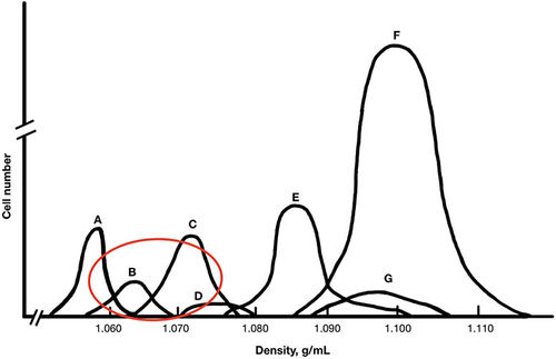 Figure 1 Density Gradients of Cells Contained within Blood Aspirate.