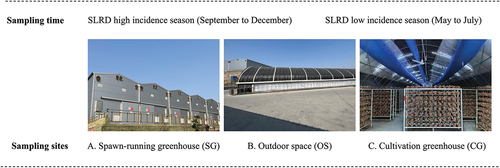Figure 1. Sampling sites and time in the shiitake factory.