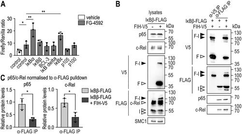 Figure 5. FIH-IκBβ oxomer formation prevents IκBβ from binding NF-κB subunits. (A) HEK293 cells were transiently cotransfected with a HIF-driven luciferase plasmid (pH3SVL) together with a constitutive Renilla luciferase plasmid (pRL-SV40) as well as plasmids expressing the indicated IκB protein family member 24 h prior to treatment. FG-4592 treatment was applied for 24 h in a concentration of 0.1 mM. Efficient transfection and FG-4592 treatment were determined by immunoblotting (Figure S5). Significance was assessed by two-way ANOVA with Tukey’s correction; *P < 0.05, **P < 0.01. (B) Immunoprecipitation (IP) analysis of the interaction of IκBβ and the FIH-IκBβ oxomer with the NF-κB subunits c-Rel and p65. (C) Quantification of the results shown in B. The p65 and c-Rel levels were normalized to the levels of total bait/FLAG pulldown (IκBβ or IκBβ + oxomer), respectively. Statistical analysis was performed by Student’s t test. *P < 0.05; F, FIH-V5; I, IκBβ-FLAG. Data are shown as mean ± SD. Data are representative of three independent experiments.