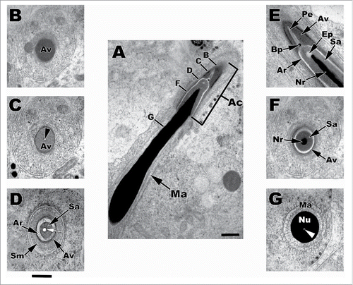 Figure 5. An elongating spermatid nearing the climax of elongation in the seminiferous epithelium of Pelamis platurus. The acrosomal complex and apical nucleus is on display in sagittal section (A,E) and with represented cross sections through the letters B,C,D,F,G. All of the major parts of this complex that are found in the typical ophidian spermatozoa are present. Ac, acrosomal complex; Ma, manchette; Av, acrosomal vesicle; black arrowhead and Pe, perforatorium; Sa, subascrosomal space; Ar, acrosomal lucent zone; Sm, Sertoli cell membrane laminae; white arrow and EP, epinuclear lucent zone; Nr, nuclear rostrum; Bp, basal plate; white arrowhead, nuclear lacuna. Bars = 1 µm.