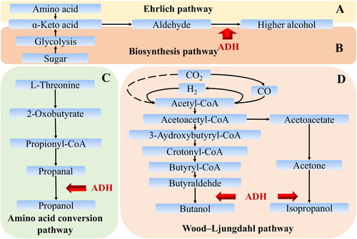 Figure 1. The metabolic pathway of higher alcohol in the microorganism.(A) Ehrlich pathway and Biosynthesis pathway, (B) Amino acid transformation pathway, and (C) Wood-Ljungdahl pathway. ADH is the abbreviation of alcohol dehydrogenase.
