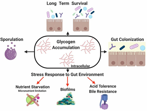 Figure 5. Role of glycogen metabolism in gut commensal bacteria.