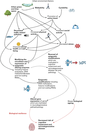 Figure 3. Resilience pathways involving epigenetic mechanisms which link urban environment factors and associated behaviours with neurodegenerative disease.