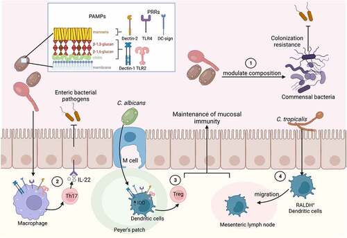 Figure 5. Indirect effects of the gut mycobiome on enteric bacterial infections.