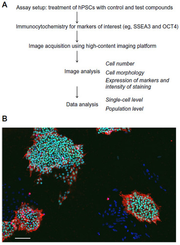 Figure 3 High-content imaging of hPSCs allows detection of cell phenotypes based on cell numbers, morphology, and marker staining.