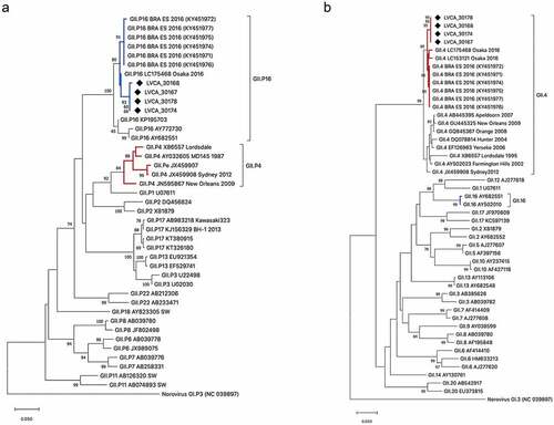 Figure 3. Phylogenetic trees based on polymerase (a) and capsid (b) regions of GII norovirus. Norovirus GII strains (n = 4) isolated from human samples in this study are shown in the phylogenetic analysis and are marked with a back filled diamond. Reference strains were downloaded from GenBank and all strains were labeled with their genotype followed by accession number. Maximum likelihood phylogenetic trees were constructed with MEGA X software and bootstrap tests (2,000 replicates) based on the Kimura 2 – parameter model. The bootstrap percentage values above 70% are shown at each branch nodes.