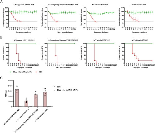 Figure 6. Protective efficacy of the H1c-mRNA-LNP vaccine in mice following challenge with various H1N1 influenza viruses. Mice were immunized with H1c-mRNA-LNPs (10 µg) in two doses in a 3-week interval. Forty-nine days after initial immunization, each mouse received intranasal inoculation (100 µL) of each of the following viruses: A/Singapore/GP1908/2015 (107.33 CCID50/0.1 mL), A/Guangdong-Maonan/SWL1536/2019 (107.23 CCID50/0.1 mL), A/Victoria/2570/2019 (105.48 CCID50/0.1 mL), or A/California/07/2009 (107.00 CCID50/0.1 mL). (A) Body weight of the animals measured daily for 14 days (n = 8 each group). Data are presented as proportion of original weight. (B) Survival rates monitored daily for 14 days (n = 8 each group). (C) Viral loads in the lung tissues measured through plaque assay 4 days after the challenge (n = 4 each group). The results are presented as mean ± SD. PFU, plaque forming unit; SD, standard deviation.