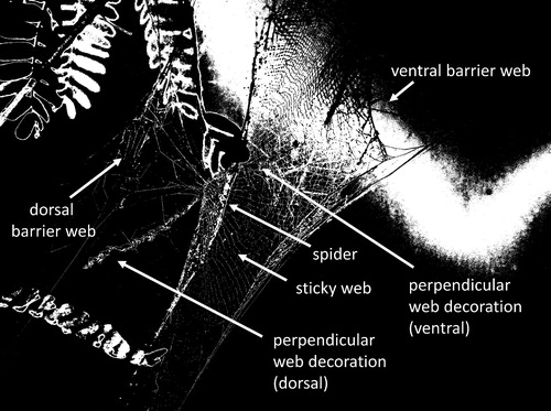 Figure 2. Juvenile web decoration of Trichonephila antipodiana within web context, highlighting interrelationship between other web elements, in particular barrier webs and sticky web.