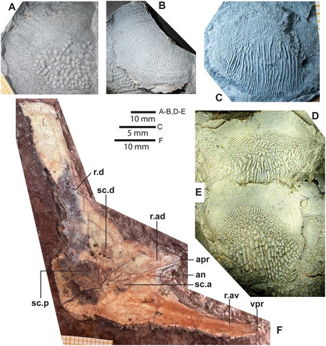 Fig. 5. Scales possibly referable to Jemalongia ritchiei gen. et sp. nov. from Jemalong (Bundaburra quarry); A, ANU V3395b; B, ANU V3395a. C, actinistian (coelacanth) scale referred to Gavinia sp. (ANU V1396). D, E, porolepiform scales from Bogan Gate (ANU V3252a-b). F, holotype cleithrum (internal view) of J. ritchiei gen. et sp. nov. (ANU V1899, from quarry at Jemalong Weir). Abbreviations: an, anterior notch; apr, anterior process; r.ad, anterodorsal ridge; r.av, anteroventral ridge; r.d, dorsal ridge; sc.a, anterior scapulocoracoid attachment; sc.d, dorsal scapulocoracoid attachment; sc.p, posterior scapulocoracoid attachment; vpr, ventral process. (A–E, latex casts whitened with ammonium chloride; all scale images oriented with anterior to the top.)