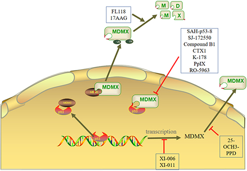 Figure 4 The mechanisms of MDMX inhibitors are mainly divided into three types. First, the inhibitor inhibits the expression of MDMX. Second, the inhibitor affects the formation of p53-MDM2/MDMX complex. Third, the inhibitor activates the E3 ligase activity of MDM2 to degrade MDMX.