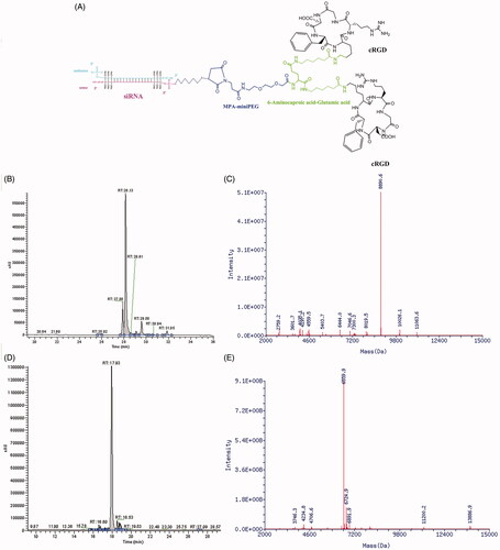 Figure 1. The schematic depiction and characterization of biRGD–siRNA. (A) The diagram of biRGD–siRNA conjugate. The [cyclo(Arg-Gly-Asp-D-Phe-Lys)-Ahx]2-Glu-PEG-MAL (biRGD) peptide was conjugated to 5′-phosphate of sense strand of siRNA through thiol-maleimide linker. The backbone of siRNA strand was modified with 2′-O-methyl (2′-OMe) ribose in recommended nucleotides. (B, C) The high performance liquid chromatogram (HPLC) and mass spectrogram (MS) results of biRGD-conjugated sense stranded of VEGFR2 siRNA. (D, E) The high performance liquid chromatogram (HPLC) and mass spectrogram (MS) results of antisense stranded of VEGFR2 siRNA.
