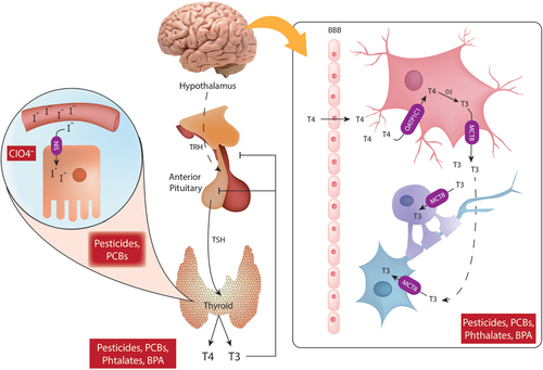 Figure 1. Schematic representation of thyroid hormone disruption by endocrine disruptors. Thyrotropin-releasing hormone (TRH) is produced by the hypothalamus and sensed by the anterior pituitary gland where the thyroid-stimulating hormone (TSH) is produced and released into the general circulation. TSH promotes the secretion of thyroxine (T4) and triiodothyronine (T3) from the thyroid gland. Thyroid follicular cells uptake iodine (I-) from the circulation by sodium/iodide symporter (NIS), iodine will be later used for the production of thyroid hormones. NIS is blocked by CIO4-. A negative feedback loop for T4 and T3 is mediated by the sensing of circulation T4 and T3 levels by the anterior pituitary and the hypothalamus. Pesticides, Polychlorinated biphenyls (PCBs), phthalates and bisphenol A (BPA) can interfere with thyroid hormone signaling and affect circulating levels of T4 and T3. In the central nervous system, T4 crosses the brain-blood barrier (BBB) and is taken up by astrocytes via OATP1C1. Once inside the astrocytes, T4 is converted to T3 by the action of D2. T3 exits the astrocytes via MCT8 and enters oligodendrocytes and neurons via the same MCT8 transporter.