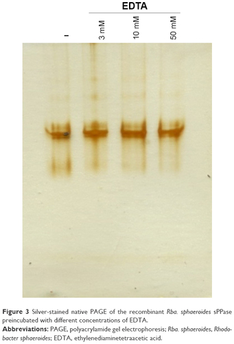 Figure 3 Silver-stained native PAGE of the recombinant Rba. sphaeroides sPPase preincubated with different concentrations of EDTA.
