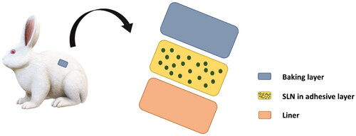 Figure 1. Illustration of the SLN patches with different parts and the components.