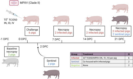 Figure 1: Experimental design. Six pigs were inoculated with the MPXV hMPXV/USA/MA001/2022 (Lineage B.1, Clade IIb) isolate acquired from BEI Resources. A 3 ml dose of 1 × 107 TCID50 per animal was administered intranasal (IN), intradermal (ID), and intravenous (IV). At 2 days post-challenge (DPC), two contact sentinel control pigs were co-mingled with the six principally challenged animals. Daily clinical observations and body temperatures were recorded. Nasal, oropharyngeal, and rectal swabs as well as whole blood were collected at -1, 1, 3, 5, 7, 10, 14, 17, and 21 DPC. Oral fluids and serum were collected at -1, 7, 14, and 21 DPC. Post-mortem examinations were performed at 7, 14, and 21 DPC and results compared to baseline post-mortem examinations conducted on 2 additional negative control pigs at -1 DPC. BioRender.com was used to create the figure illustrations.