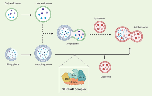 Figure 1. Model depicting possible degradation routes for Strip-mediated autophagosome turnover during autophagy in D. melanogaster muscles. Phagophores expand into double-membrane autophagosomes and these complete autophagosomes can directly fuse with lysosomes (solid arrows). Endosomes can also fuse with autophagosomes to produce an intermediate amphisome structure before fusion with lysosomes and subsequent cargo degradation (dotted arrows). Created with Biorender.com