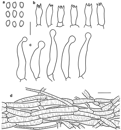 Figure 8. Microscopic features of Micropsalliota nana (holotype, KUN-HKAS 115226). (a) Basidiospores. (b) Basidia. (c) Cheilocystidia. (d) Pileus squamules. Bars: a – c = 10 μm; d = 20 μm.
