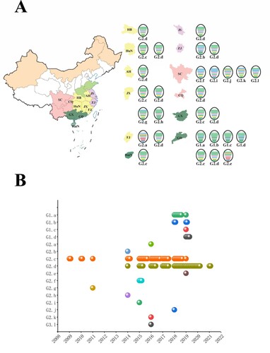 Figure 4. Development of H6Nx genotypes during 2009–2021. (A) Geographical distribution of H6Nx AIV genotypes in each province. The eight gene segments are shown as horizontal bars, starting from top to bottom of the virion, PB2, PB1, PA, HA, NP, NA, M and NS. Different colours represent different virus lineages. (B) Sixteen distinct genotypes are listed on the left. Coloured circles represent different genotypes and the isolation time.