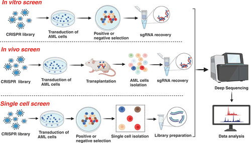 Figure 1. The illustration depicts the experimental procedures of in vitro, in vivo and single cell screens.