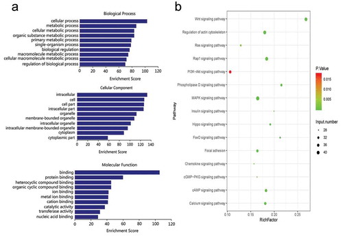 Figure 3. GO and KEGG enrichment analyses of differentially expressed miRNAs in the normal group compared with the burn injury group. Target mRNA of differentially expressed miRNAs were major enriched in BP category and CC category, in which metabolic process is the most important, and miRNA target genes are mainly enriched in PI3K/AKT, MAPK, Wnt, Rap1, and other signal pathways related to myocardial injury. (a). GO enrichment analysis. (b). KEGG enrichment analysis