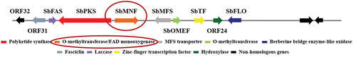 Figure 7. Location of SbMNF (putative monooxygenase gene) in hypocrellin biosynthesis gene cluster.