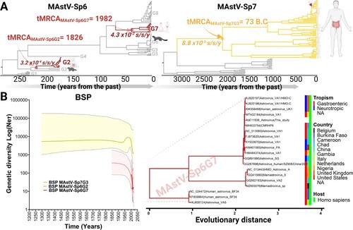 Figure 5. Evolutionary history of mamastroviruses infecting humans. (A) Time-calibrated maximum clade credibility (MCC) trees for both mamastrovirus species identified as circulating in the human population (left: MAstV-Sp6; right: MAstV-Sp7). Time-resolved phylogenies show the time for the most recent common ancestor (tMRCA) and the evolutionary rates for the genotypes circulating in humans. Host and clinical manifestations observed in the genotypes of interest are denoted. For MAstV-Sp7G3 the groups previously defined by Zhou et al. [Citation8] are denoted, the most recent demographic expansion of Group I is indicated by a red arrow. (B) (left panel) Demographic history of three human mamastrovirus genotypes inferred via Bayesian skyline plot (BSP) with coalescent tree prior and an exponential, uncorrelated clock model. The shading represents the 95% highest posterior density (HPD) of the product of generation time (τ) and effective population size (Ne). The line tracks the inferred median of Neτ. (right panel) Zoomed-in ML-phylogeny for the MAstV-Sp6 genotype 7 which includes the previously classified VA1/UK clade. Colour codings are embedded into the phylogeny to indicate tropism (inner), country of isolation (middle) and host (outer) where known.