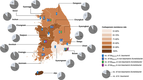 Figure 1 Map showing the prevalence and characteristics of Acinetobacter clinical isolates in 16 regions in South Korea. The shade of Orange indicates the percentage each of carbapenem-resistant Acinetobacter species in this study. The gray and dark gray colors in the circle indicate the number of non-baumannii Acinetobacter and A. baumannii isolates, respectively. The white numbers in each colored pentagon arrow indicate the carbapenem resistance determinants.
