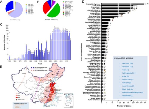 Figure 2. Global prevalence of H3N8 influenza A viruses. (A) HA and NA combinations of animal H3Nx strains in the database. (B) Summarized analysis of the animal hosts of H3N8 viruses. (C) Number of H3N8 viruses detected in wild birds from 1963 to 2022. (D) H3N8 viruses in migratory wild birds. The host species of the wild bird H3N8 viruses in the databases were classified and summarized according to their isolation information. Unidentified species indicate the H3N8 viral sequences in the databases without specific host information. (E) Distribution of H3N8 avian influenza viruses detected in China. All the public data in GenBank and GISAID used in this study were up to date as of November 25, 2022.