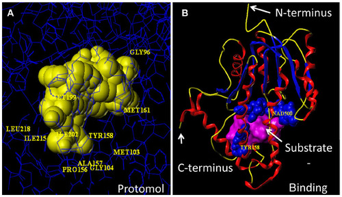 Figure 8 (A) Protomol generated (yellow-colored spacefill model) at ENR enzyme, using a ligand-based approach and (B) active site at ENR enzyme (Tyr158 and NAD+ spacefill models in blue; magenta, Connolly surface; ribbon colored by secondary structure).