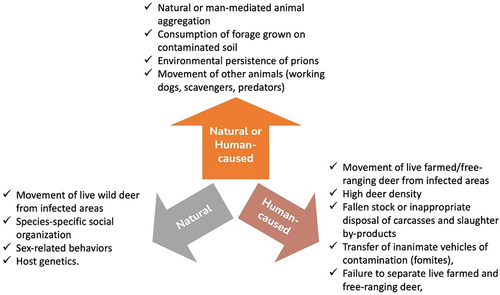 Figure 6. Summary of identified risk factors based on their biological plausibility to spread CWD (adapted from EFSA 2019 [Citation49]).