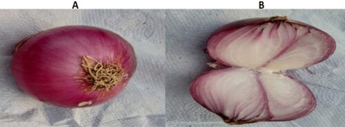 Plate 5. Pathogenicity test showing healthy onion bulbs after inoculating with sterile PDA.