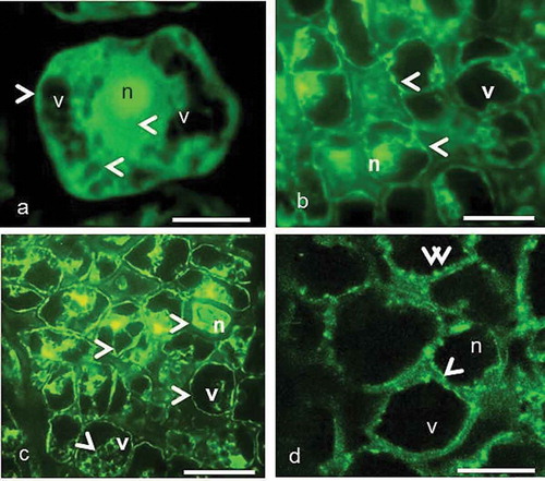 Figure 3. The organization of immunofluorescently labeled microtubules in the pistil cells of female, gall and male flowers prior to programmed cell death visualized by fluorescence microscopy (c) and laser confocal microscopy (a, b, d). The arrowheads show fluorescence signal on the cortical region, around the nuclei and vacuoles. The double arrowheads show thick fluorescent aggregates. Scale 10 μm.