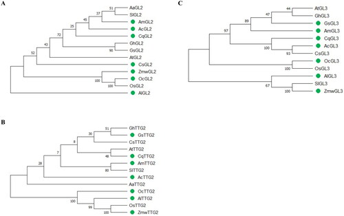 Figure 2. Maximum likelihood tree of GL2 (A), TTG2 (B) and GL3 (C) proteins from glycophytes and recretohalophytes. Genes in glycophytes and recretohalophytes were marked by solid circle. The percentage of trees in which the associated taxa clustered together is shown next to the branches. The tree is drawn to scale, with branch lengths measured in the number of substitutions per site. Evolutionary analyses were conducted in MEGA X.