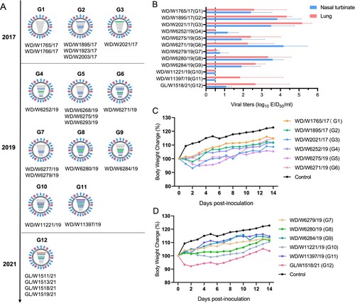 Figure 5. Genotypes of the H3N8 virus and replication of the representative viruses in mice. (A) Twelve genotypes of the 21 H3N8 viruses. (B) Replication of the representative H3N8 viruses in mice. The mice were inoculated with the representative viruses, and viral titers were detected in eggs. Data on the viral titers in the brain, spleen and kidney were negative and are not shown. The dashed line indicates the lower limit of detection. (C, D) Body weight change in the mice inoculated with the representative H3N8 viruses.