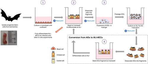 Figure 1. Establishment of AOs and ALI-AECs from Eonycteris spelaea. Schematic illustration of the isolation and expansion of bat airway progenitor/stem cells (Stage 1), Transwell differentiation into ALI-AECs (State 2), mature AO differentiation (Stage 3), and the recursive generation of ALI-AECs from AOs (Stage 4). Inset: Bat trachea tissue, with 1 cm marker for scale. Pause points: The culture protocol can be halted at the indicated points, and single-cell suspensions frozen in liquid nitrogen for revival later.