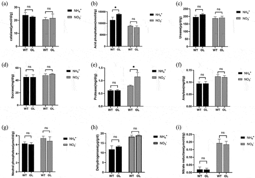 Figure 3. Changes in enzymatic activity in rhizosphere soil of P. × xiaohei wild-type (WT) and the pxAlaat3 overexpressing line (OL) supplemented with nitrate nitrogen or ammonium nitrogen. (a) catalase, (B) acid phosphatase, (C) soil urease, (D) sucrase, (E) neutral protease, (F) amylase, (G) neutral phosphatase, (H) dehydrogenase, (I) nitrate reductase.
