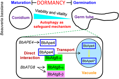 Figure 1. Model for the sCvt pathway function during conidial dormancy in B. bassiana. Upon maturation, conidia enter a stage of dormancy and employ autophagy to safeguard cell longevity and vitality. During germinating, autophagy participates in conidial recovery from dormancy in this fungus. BbATG8 produces two isoforms, i.e., BbAtg8-α and BbAtg8-β. BbAtg8-α meditates BbApe4 transport into the vacuole via direct physical interaction. In the vacuole, BbApe4 undergoes processing that lead to its maturation into the active form (BbApe4*).
