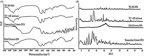 Figure 3. Physicochemical characterization of TC-SF-NPs. (A) Fourier transform infrared spectra. (B) X-ray diffraction spectra. TC-SF-NPs: tamoxifen citrate silk fibroin nanoparticles.