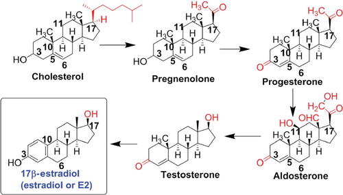 Figure 1 Biosynthesis of E2 from cholesterol.