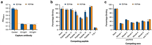 Figure 4. Epitope characterization of the Fab. (a) Capture ELISA in which recombinant T18.1 was captured by chimeric IgG1 coated wells. Fab binding to captured T18.1 was detected using anti-HA-HRP. Binding is compared with a positive (no capture) T18.1 control, and the dotted line represents the negative control cut-off (no fab, mean+3SD). (b) Competition ELISA for the Fab and the epitope spanning peptides. Fab were pre-incubated with each peptide and percentage binding to T18.1 was calculated by comparison with a non-peptide control. (c) Competition ELISA for the Fab with sera from the vaccinated animals. Fab were added together with each antisera and percentage binding was calculated by comparison with a control (1% BSA). Bars represent mean plus SD.