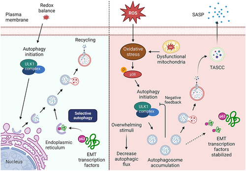 Figure 9. Mechanistic pathways of cell fate determination by autophagy