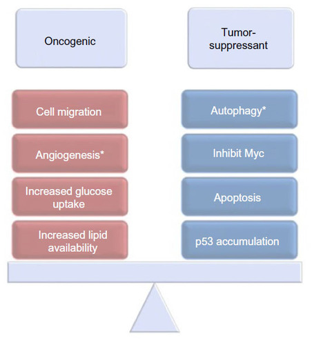 Figure 7 Oncogenic and tumor suppressive activities of HIF-1.