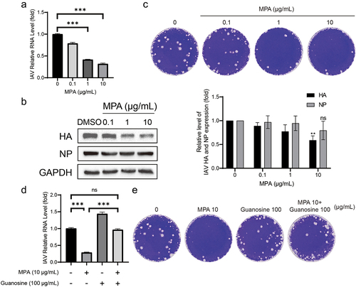 Figure 2. MPA potently inhibits the multiplication of IAV through depletion of the cellular guanosine nucleotide pool. (a) MPA significantly inhibited IAV RNA replication. A549 cells were infected with A/Singapore/GP1908/2015 (H1N1) and treated with MPA for 36 h. IAV RNA level were quantified by qRT-PCR and compared to 1‰ DMSO treated group (n = 3 independent experiments with two or three replicates each). (b) IAV HA accumulation was inhibited by MPA. Lysates of IAV-infected A549 cells were subjected to western blotting for IAV HA and NP. GAPDH was used as loading control. Images are representative of three independent experiments. (c) MPA reduced virion production. Supernatant from MPA treatment (36 h) on IAV-infected A549 cells were analysed by plaque assay. MDCK cells were infected with diluted supernatant and after 72hpi, cells were fixed by formaldehyde and stained with crystal violet. Images are representative of three independent experiments with six replicates each. Exogenous guanosine was supplemented to MPA treatment on IAV- infected A549 cells, and IAV RNA level (d) and viral particle production (e) were analysed by qRT-PCR and plaque assay, respectively. Data are presented as the means ± SEM (*, p < 0.05; **, p < 0.01; ***, p < 0.001).