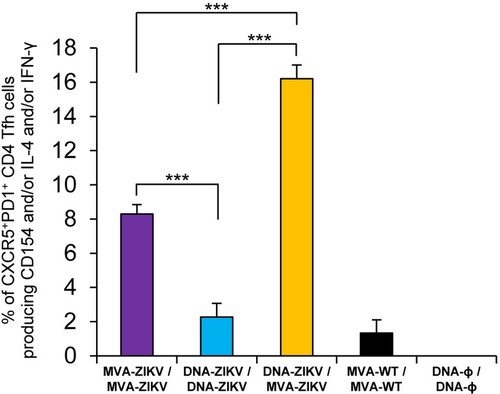 Figure 4. ZIKV-specific Tfh cell immune responses. Mice (n = 4) were immunized with MVA-ZIKV/MVA-ZIKV, DNA-ZIKV/DNA-ZIKV, DNA-ZIKV/MVA-ZIKV, MVA-WT/MVA-WT and DNA-ϕ/ DNA-ϕ. At 10 days after the last immunization, the magnitude of ZIKV-specific CD4+ Tfh cell immune response was studied in popliteal (draining) lymph nodes by ICS assay. The total value in each group represents the sum of the percentages of CD4+ Tfh cells expressing CD154 and/or producing IL-4 and/or IFN-γ against ZIKV E protein plus ZIKV E peptide pool. Data are background (RPMI)-subtracted. P values indicate significant response differences between immunization groups (***, p < 0.001).