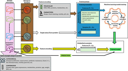 Figure 1. General workflow and example for machine learning applications in microbiology.