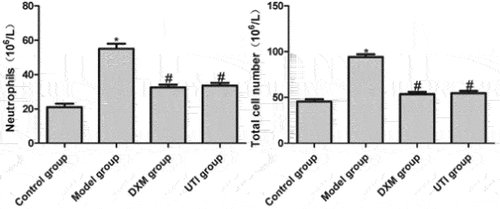 Figure 2. Effects of UTI on numbers of neutrophils and total cells in BALF of LPS-induced rats. *Compared with control group, P < 0.05; #compared with model group, P < 0.05.
