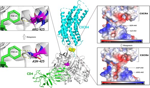 Figure 4. Structural modelling of chemokine receptor binding to key amino acid of C4. An overview of modelling complex of CD4-gp120-CXCR4 is in the middle of this figure. CD4 is shown in green, coreceptor shown in blue, and the gp120 of pseudovirus 167-248V3 (C1) is shown in grey. Critical C4 positions 425 and 440–442 coloured in magenta and yellow, respectively. The mutagenesis of N425R is indicated on the left. Three contacts with the distance of 2.6, 2.8, and 2.9 Å exist between the Asn425 and the Phe43 of CD4. Upon mutation of asparagine to arginine, the contacts between the two amino acids changed from 3 to a closer 2.3 Å one. The electrostatic potential energy of the model of pseudovirus C1 to CXCR4 is shown on the right side of the figure. The introduction of the mutation S440D creates a negatively charged pocket in the N-terminus of CXCR4. Positive charged amino acids are in blue and negative in red.