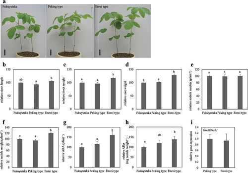 Figure 2. Effects of different genotypes of GmSEN1 on soybean growth and symbiotic parameters. These were measured at 28 days after inoculation with B. diazoefficiens. (a) Fukuyutaka, NILs of Peking type and Enrei type plants. Bars = 5 cm. (b–g) each graph is expressed as a relative value when the value of Fukuyutaka is 100. Relative shoot length (b), relative shoot weight (c), relative root weight (d), relative nodule number (e), relative nodule weight (f), relative ARA per plant (g), and relative ARA per nodule weight (h). Fukuyutaka, Peking type and Enrei type; n = 20, 18, 20, respectively. Error bars represent standard error (SE). Means denoted by the same letter are statistically non-significant at p < 0.05 (tukey-kramer multiple comparison test). (i) Relative GmSEN1b1 gene expression (normalized to that of GmActin as an internal control). Peking type and Enrei type; n = 7. Error bars represent standard error (SE). No statistical difference was observed (student t-test).