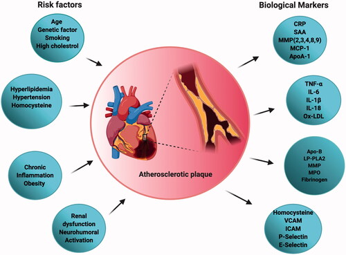 Figure 2. Schematic representation of different risk factors and biomarkers associated with atherosclerosis useful in disease diagnosis and progression.